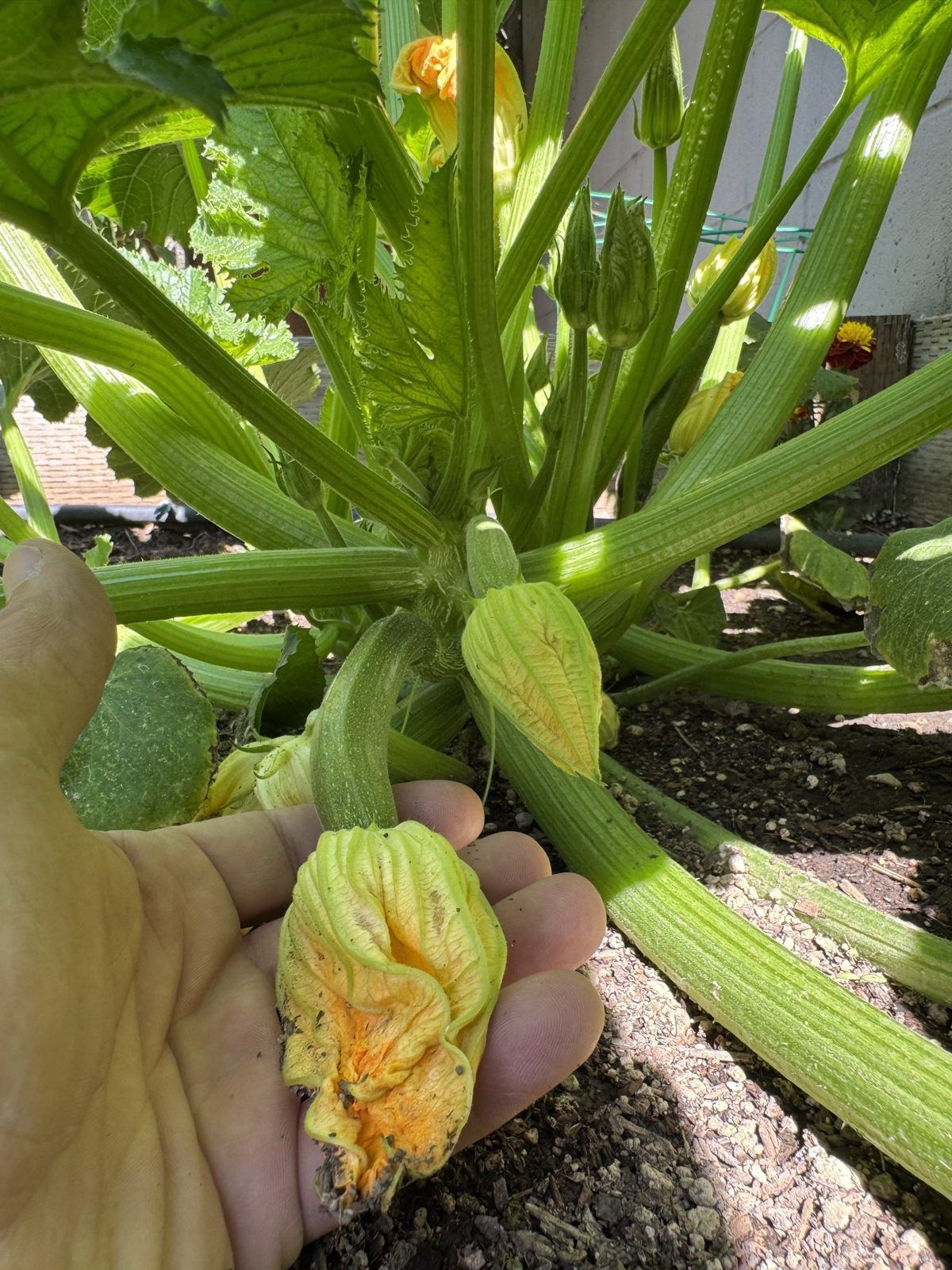 Hand holding a squash blossom on the zucchini plant